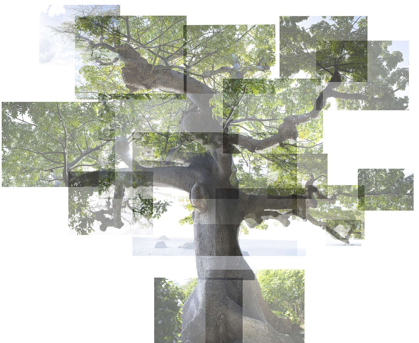 You Hold their Breath (Ceiba Pentandra)